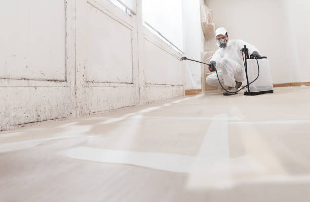 Black mold remediation team in Mount Royal